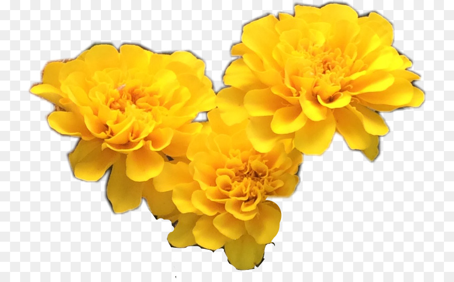 Yellow Cut flowers Petal Portable Network Graphics - X Ray flowers png download - 792*555 - Free Transparent Yellow png Download.
