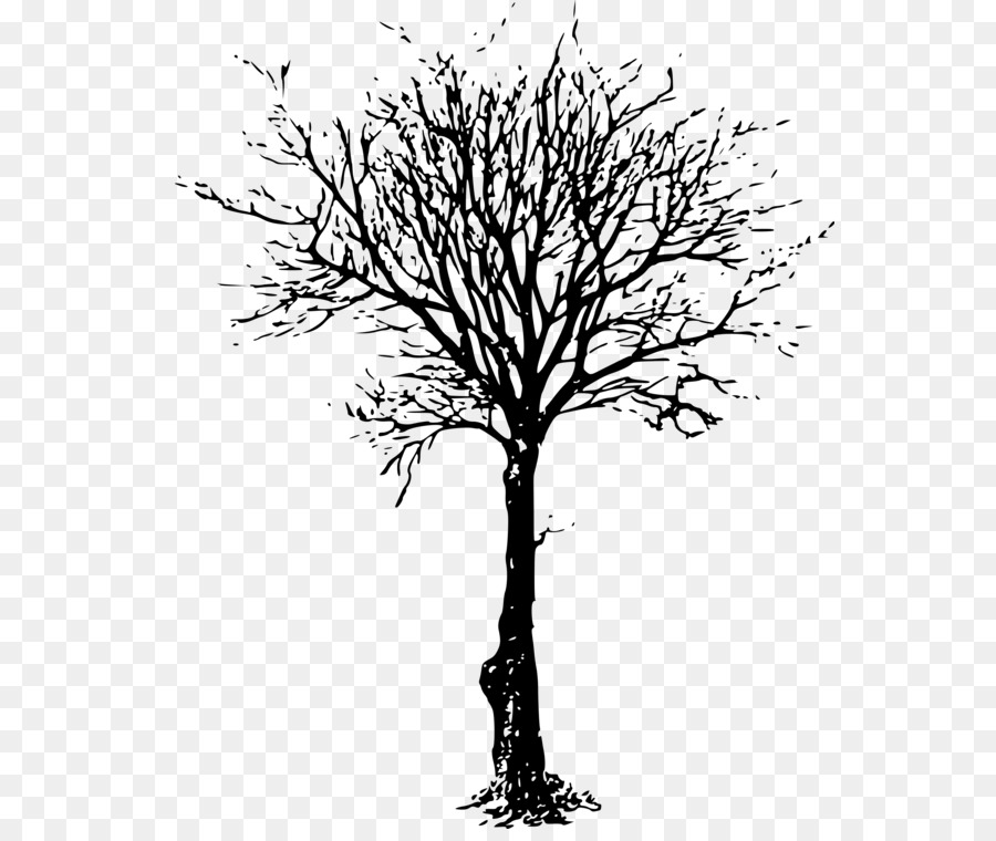 Clip art Tree Branch Image Silhouette - cherry blossom drawing png tree clipart png download - 608*749 - Free Transparent Tree png Download.