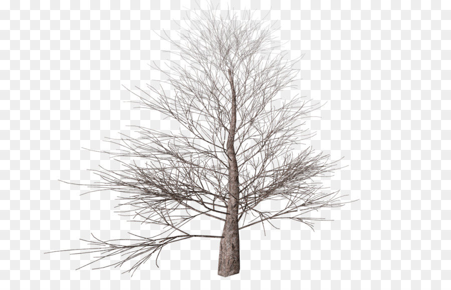 Tree Branch Autumn Clip art - tree transparent png download - 1280*800 - Free Transparent Tree png Download.