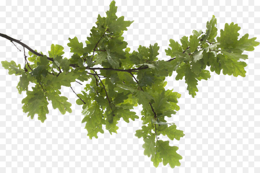 Image file formats Clip art - Tree Branch PNG Transparent Image png download - 2000*1299 - Free Transparent Image File Formats png Download.