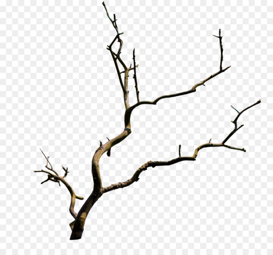 Branch Tree Clip art - branch png download - 934*856 - Free Transparent Branch png Download.