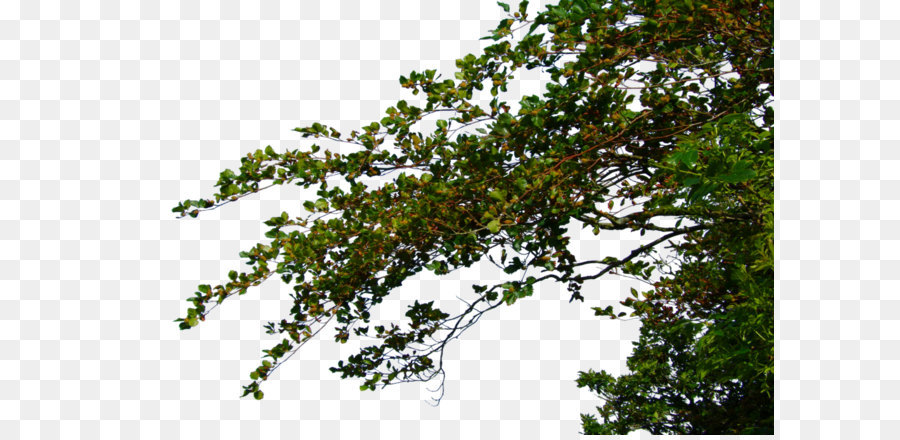 Branch Clip art - Branch High-Quality Png png download - 1024*686 - Free Transparent Tree png Download.