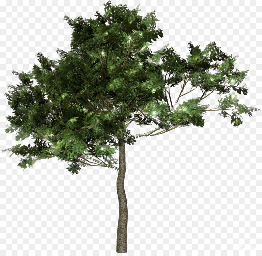 Tree Forest Clip art - tree png download - 1063*1028 - Free Transparent Tree png Download.