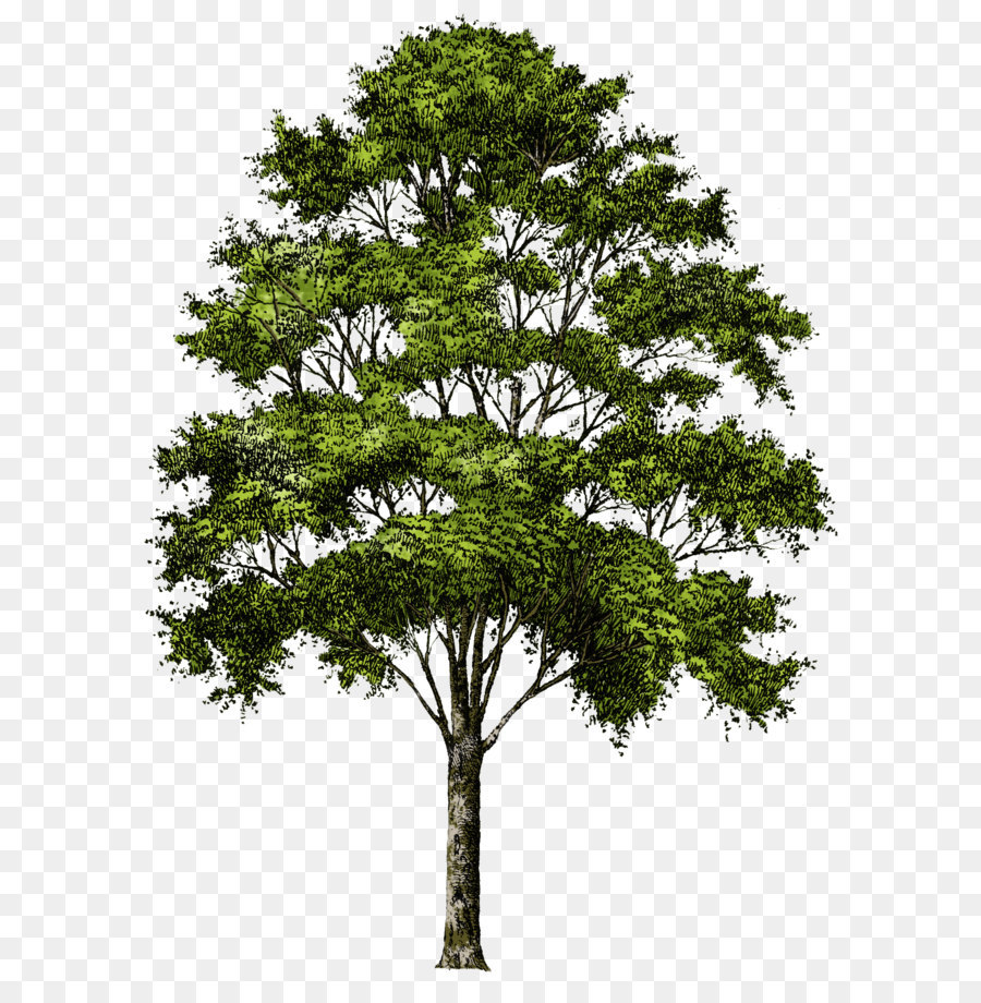 Populus nigra Clip art - tree png image, free download, picture png download - 800*633 - Free Transparent Tree png Download.