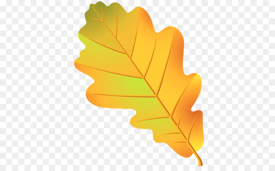 Leaf Oak Tree Acorn Drawing - Leaf png download - 555*555 - Free Transparent Leaf png Download.