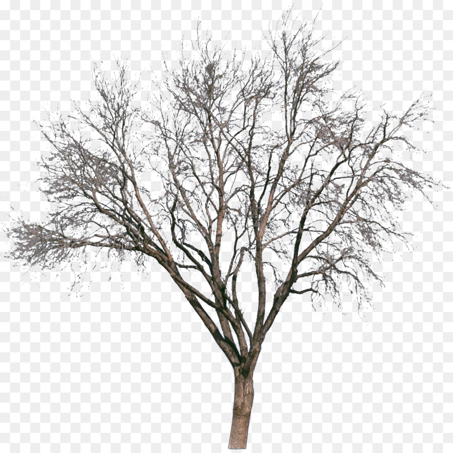 Tree Drawing Painting Silhouette - snow tree png download - 1768*1756 - Free Transparent Tree png Download.