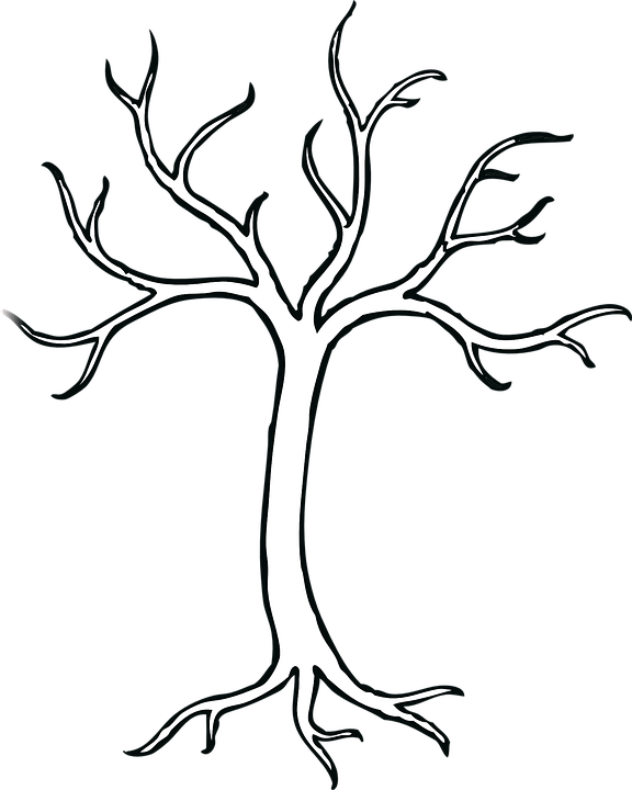 Tree Drawing Clip art - tree png download - 576*720 - Free Transparent