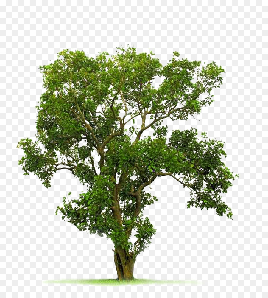 Tree Juglans - A Bodhi tree image material png download - 805*1000 - Free Transparent Tree png Download.