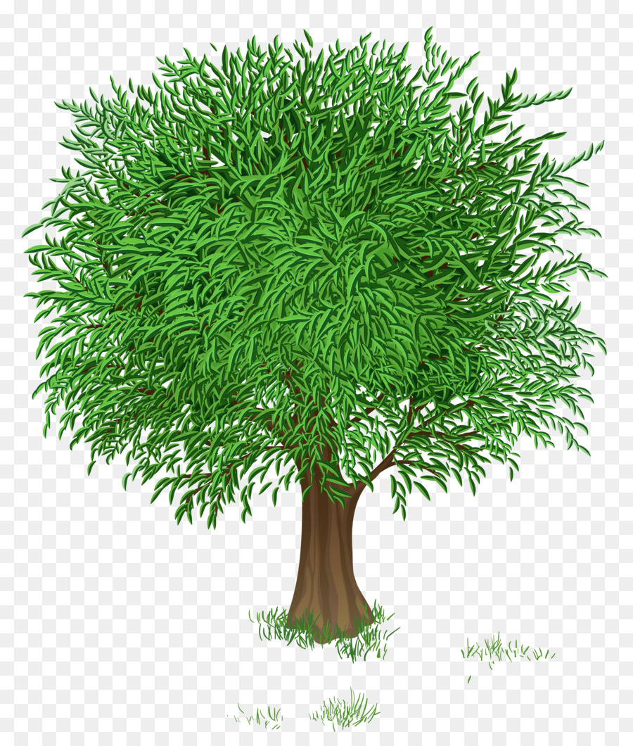 Tree Green Branch Clip art - tree transparent png download - 4486*5248 - Free Transparent Tree png Download.