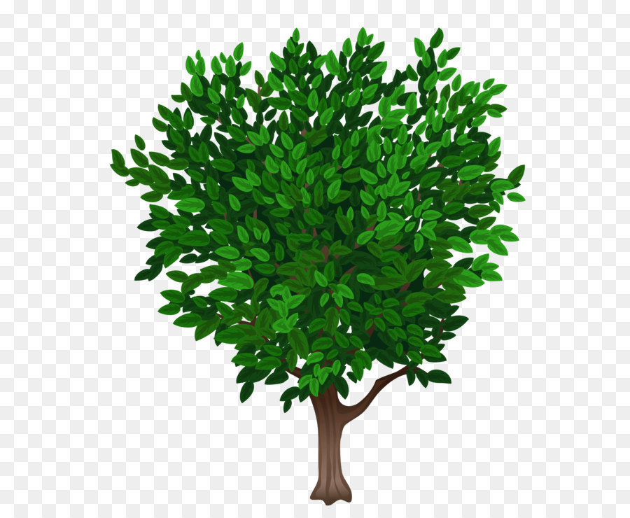 Tree Clip art - Tree Transparent PNG Clipart Picture png download - 4741*5384 - Free Transparent Tree png Download.