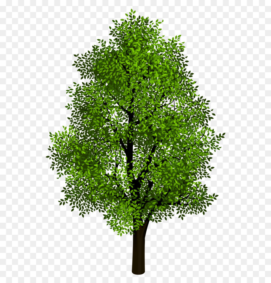 Tree Isometric projection Clip art - Green Tree Transparent Clipart Picture png download - 3677*5312 - Free Transparent Tree png Download.