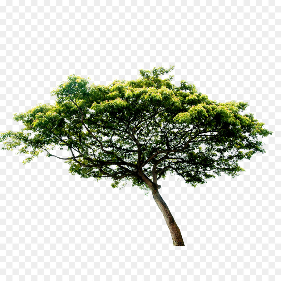 Tree - tree png download - 2523*2494 - Free Transparent Tree png Download.