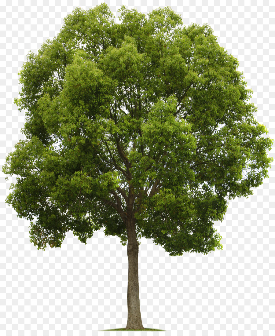 Populus nigra Tree Deciduous Clip art - tree png download - 1903*2304 - Free Transparent Populus Nigra png Download.