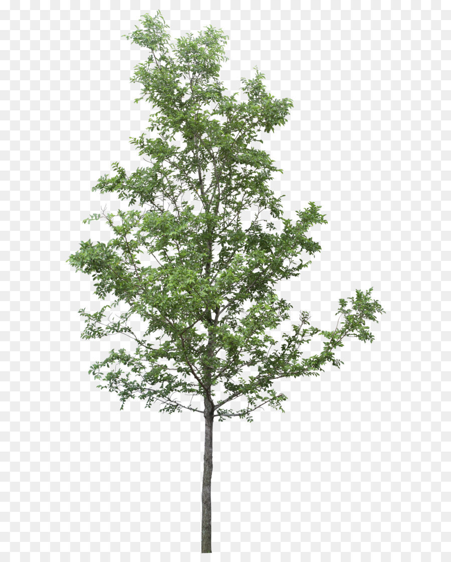 Tree DOT - tree png image png download - 2037*3500 - Free Transparent Tree png Download.