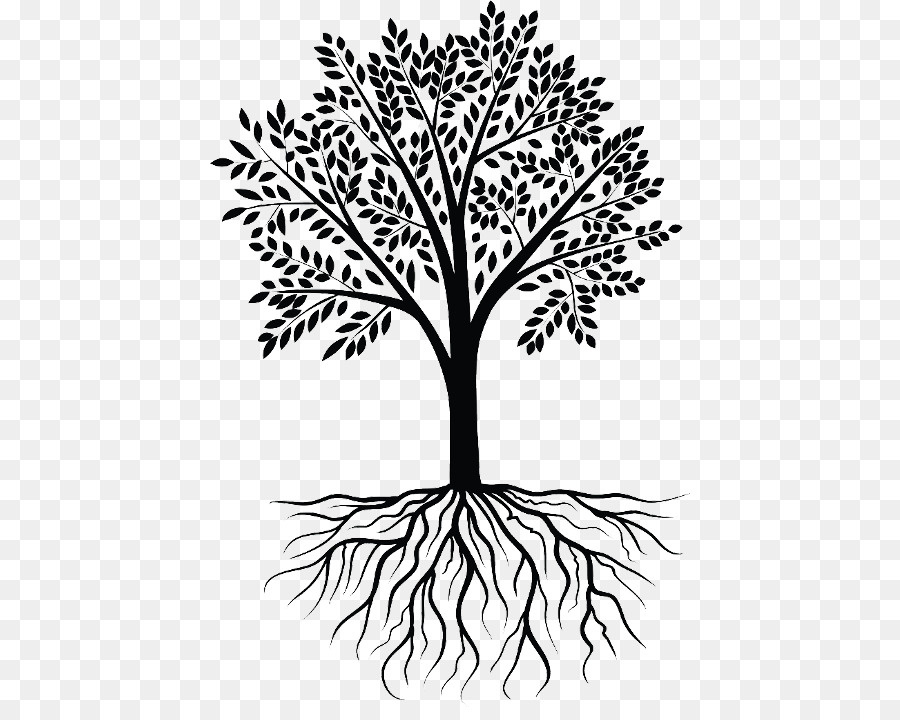 Clip art Root Vector graphics Tree Wall decal - tree png download - 480*707 - Free Transparent Root png Download.