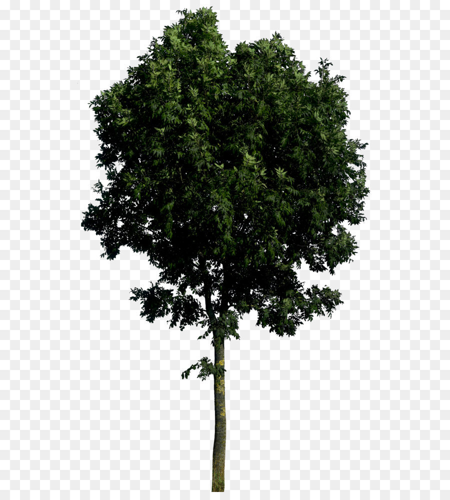 Branch Shrub Leaf Evergreen Tree - Tree Transparent png download - 600*984 - Free Transparent Tree png Download.