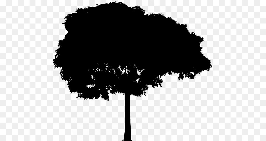 Vector graphics Tree Drawing Image Ecology -  png download - 553*480 - Free Transparent Tree png Download.