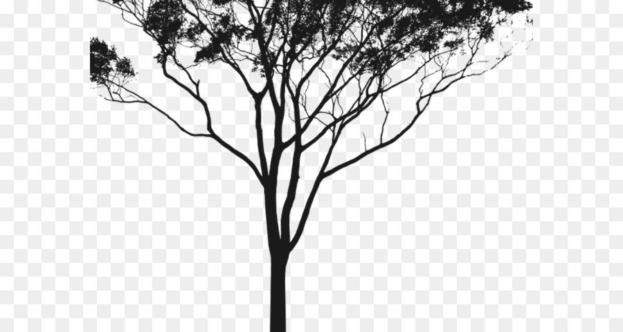 Gum trees Clip art Silhouette Portable Network Graphics - drawing of australia png eucalyptus png download - 640*480 - Free Transparent Gum Trees png Download.