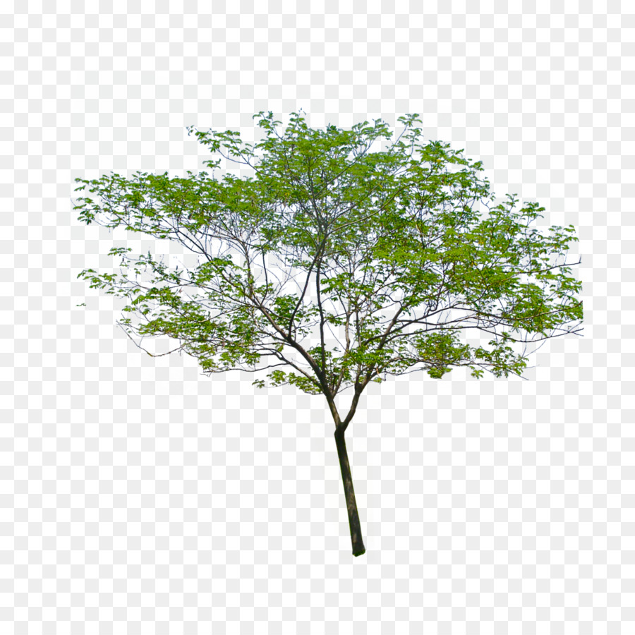 Stock photography Portable Network Graphics Image Tree - tree png download - 1056*1056 - Free Transparent Stock Photography png Download.