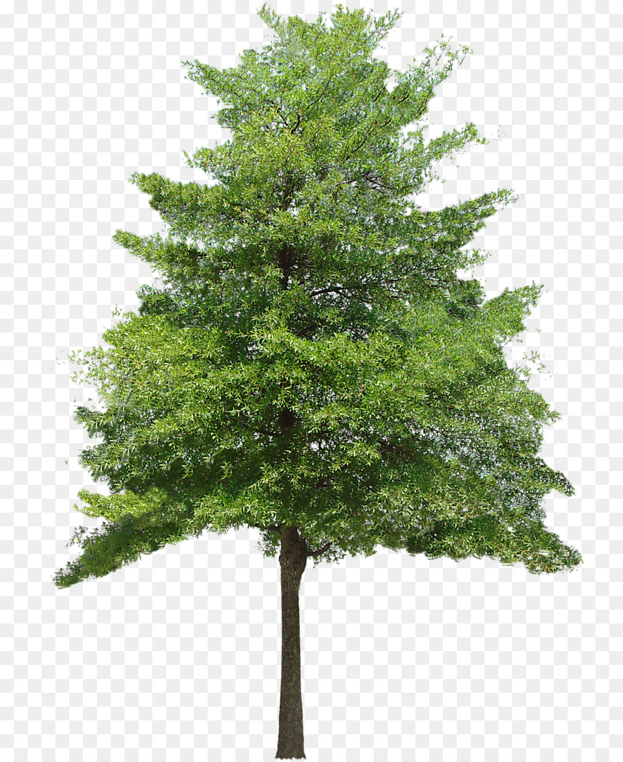 Tree Texture mapping 3D computer graphics Clip art - Free Download Tree Vector Png png download - 836*1100 - Free Transparent Tree png Download.