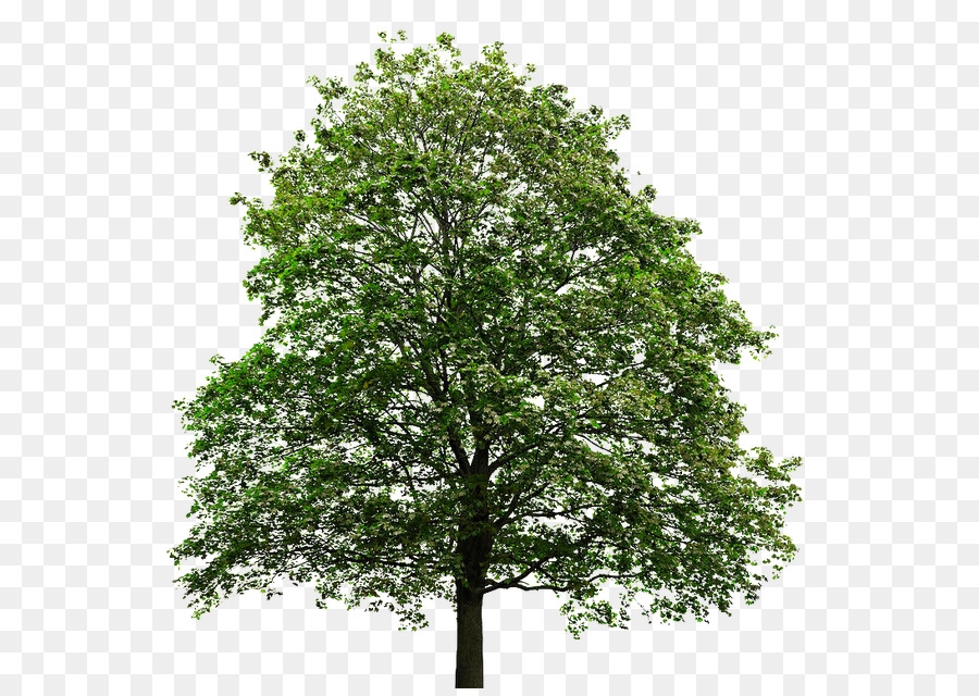 Tree Maple leaf Sugar maple Japanese maple - oak png download - 624*633 - Free Transparent Tree png Download.