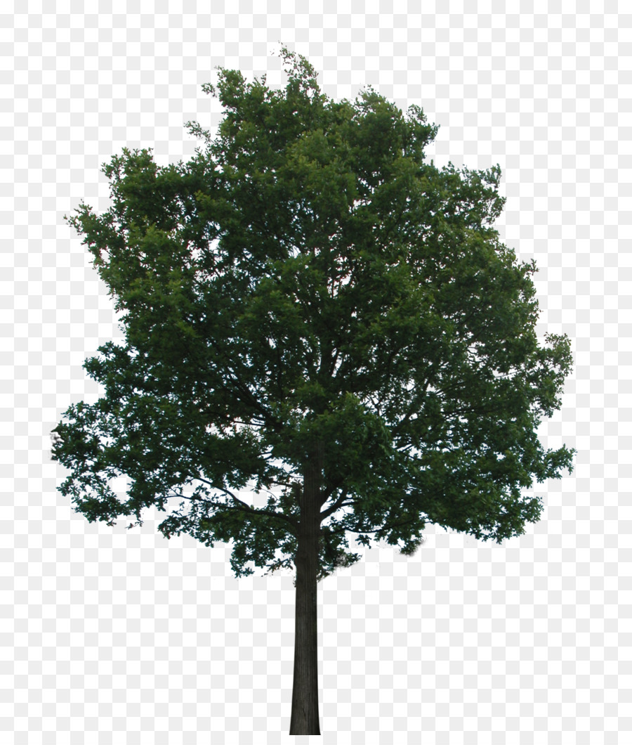Tree - tree png download - 764*1046 - Free Transparent Tree png Download.
