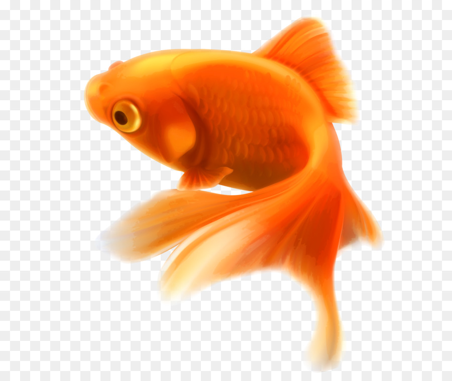 Goldfish Aquarium Tropical fish - Fish PNG png download - 2589*3000 - Free Transparent Goldfish png Download.