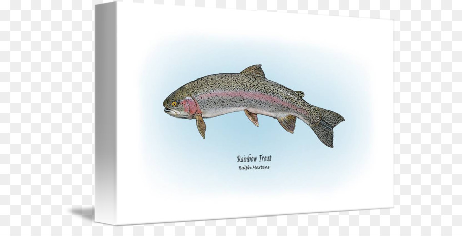 Salmon Rainbow trout Drawing - Rainbow Trout png download - 650*445 - Free Transparent Salmon png Download.