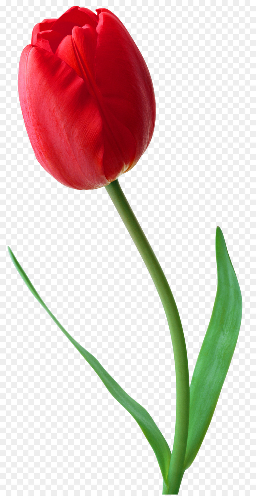 Tulip Flower Desktop Wallpaper Clip art - Tulip PNG Transparent Images png download - 1420*2738 - Free Transparent Tulip png Download.