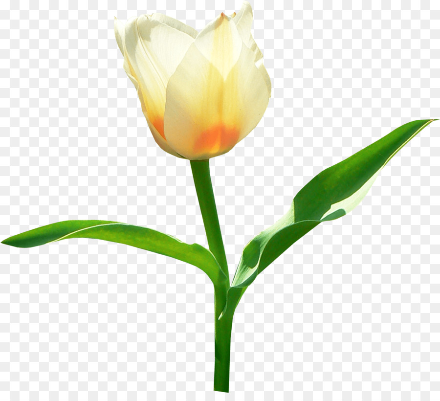 Tulip Flower Clip art - tulip png download - 1331*1189 - Free Transparent Tulip png Download.