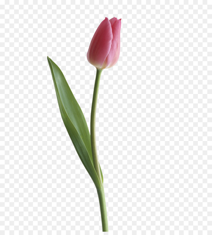 Tulipa gesneriana Clip art - Tulip Images png download - 700*986 - Free Transparent Tulipa Gesneriana png Download.