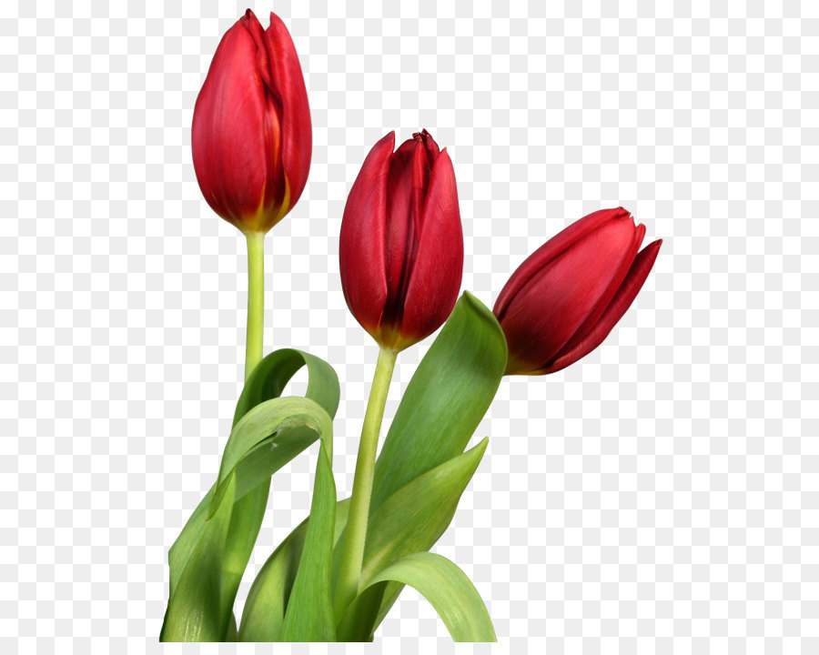 Tulip Flower Clip art - Red Transparent Tulips Flowers Clipart png download - 576*710 - Free Transparent Tulip png Download.