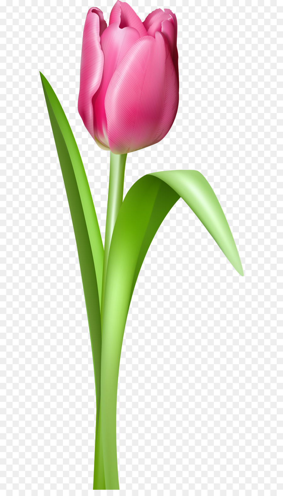 Tulip Clip art - Tulip PNG image png download - 1462*3509 - Free Transparent Tulip Mania png Download.