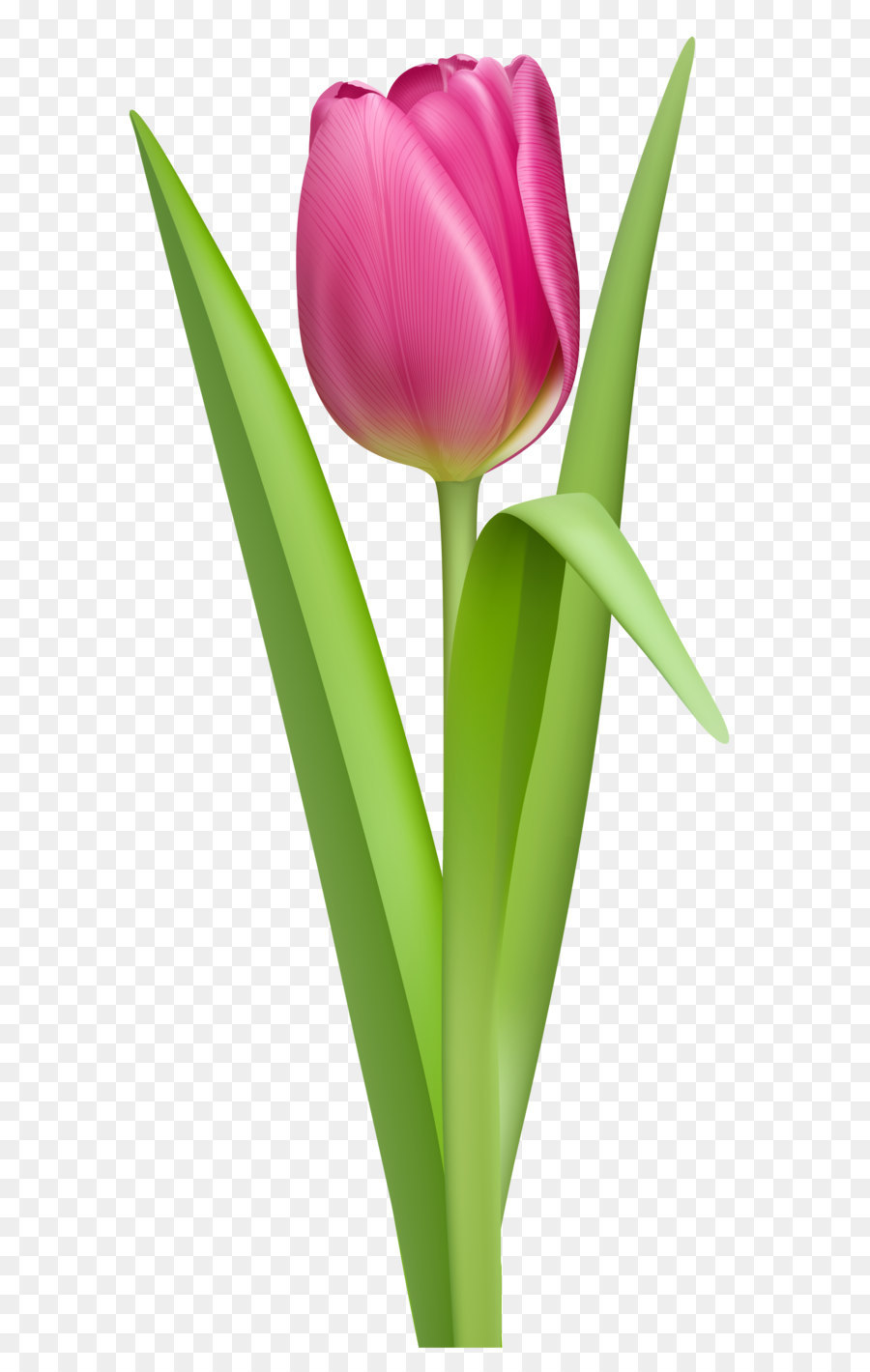 The Tulip: The Story of a Flower That Has Made Men Mad Computer file - Transparent Pink Tulip PNG Clipart Picture png download - 1851*4000 - Free Transparent Tulip png Download.