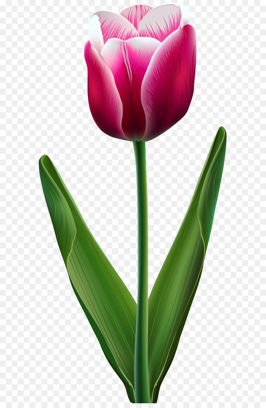 Tulip Flower Clip art - Beautiful Tulip Transparent PNG Clip Art Image png download - 3812*8000 - Free Transparent Tulip png Download.