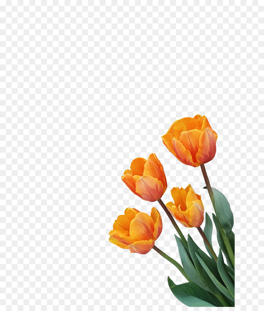 Tulip Orange Flower - Orange tulip decoration png download - 700*1046 - Free Transparent Tulip png Download.