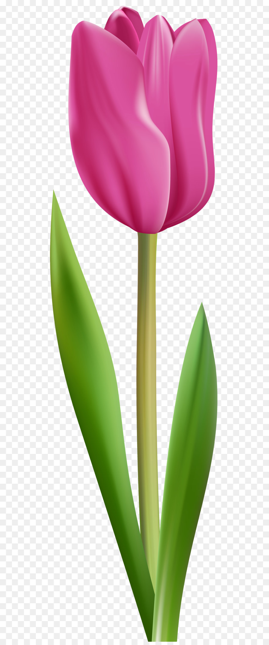 Fountain Valley Tulip Inn Flower Suzani - Tulip Pink Transparent Clip Art Image png download - 2420*8000 - Free Transparent Flower png Download.