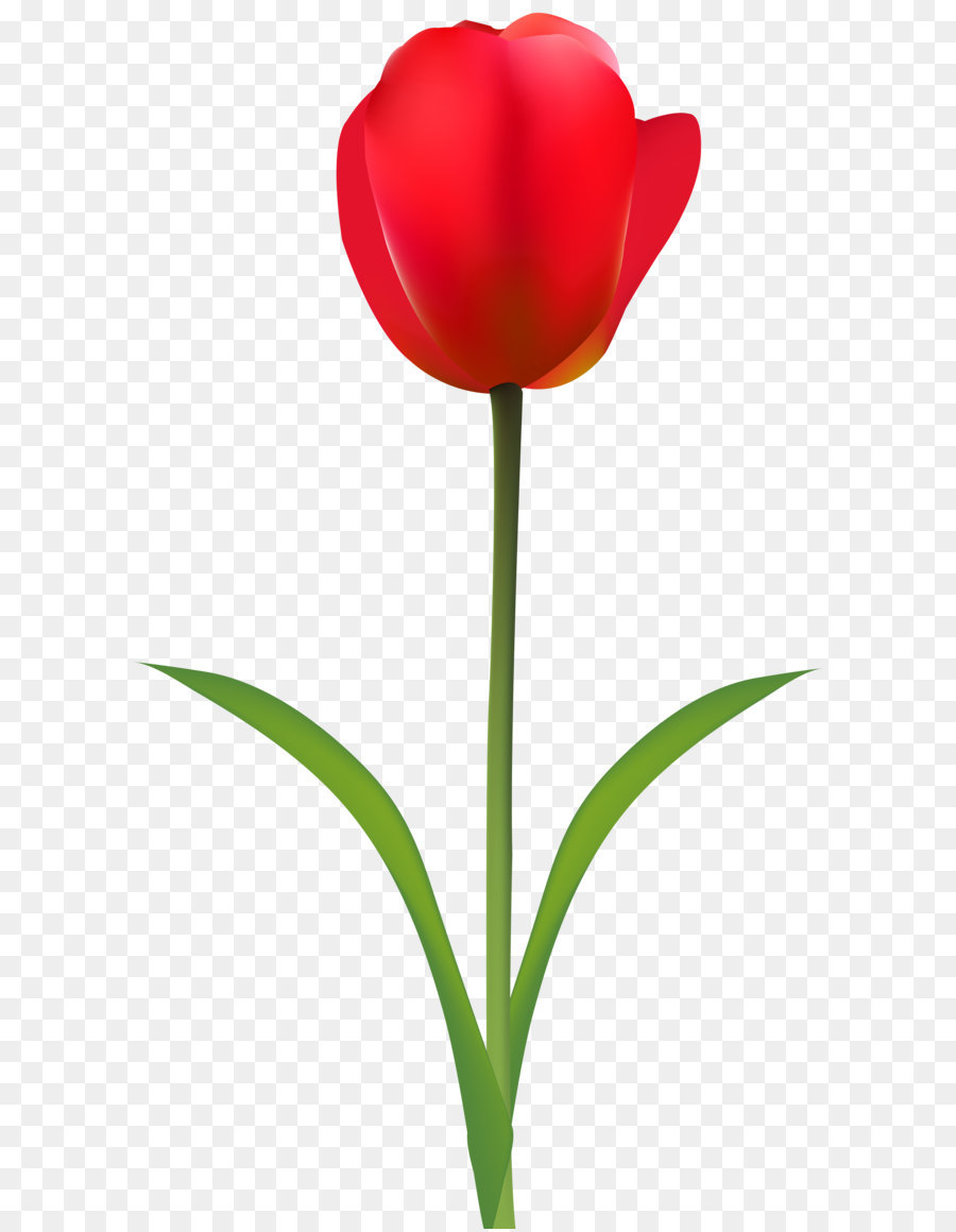 Tulip Cut flowers Red Wallpaper - Red Tulip Transparent Clip Art Image png download - 4493*8000 - Free Transparent Tulip png Download.