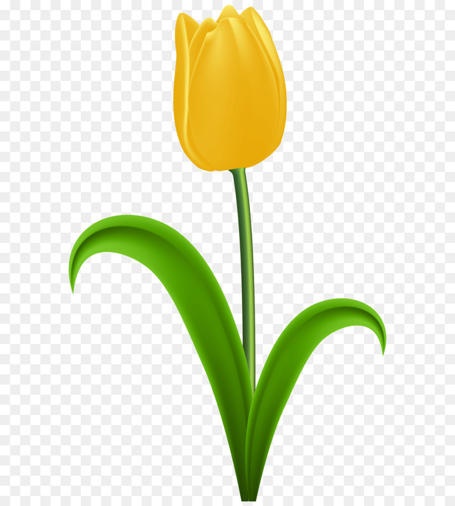 Tulip Yellow Flower Clip art - Yellow Tulip Transparent PNG Clip Art png download - 5248*8000 - Free Transparent Yellow png Download.