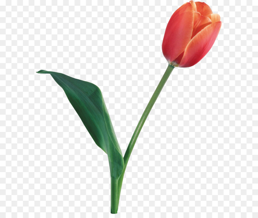 Indira Gandhi Memorial Tulip Garden Wallpaper - Tulip PNG image png download - 3064*3516 - Free Transparent Flower png Download.