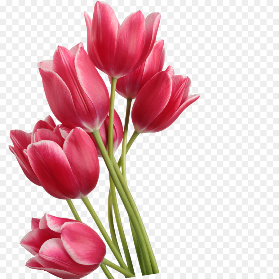 Tulip Clip art - Red tulips png download - 1000*1000 - Free Transparent Tulip png Download.