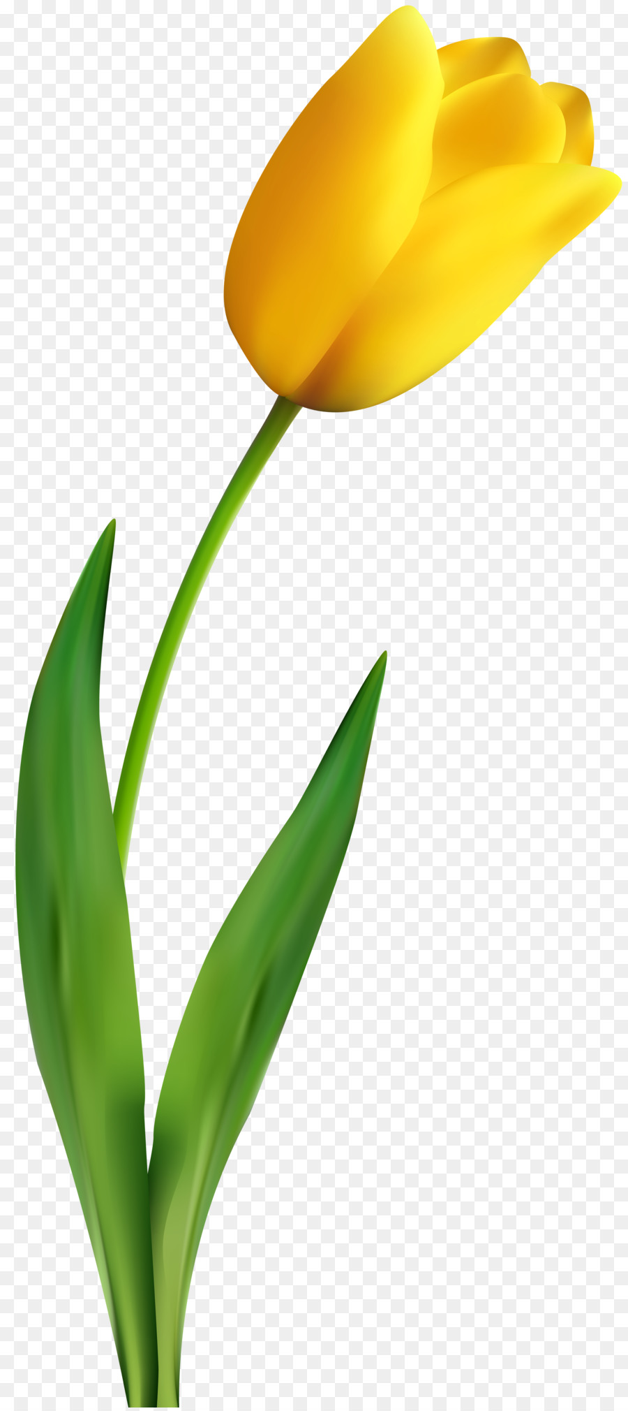 Tulip Flower Yellow Clip art - tulip material png download - 3574*8000 - Free Transparent Tulip png Download.