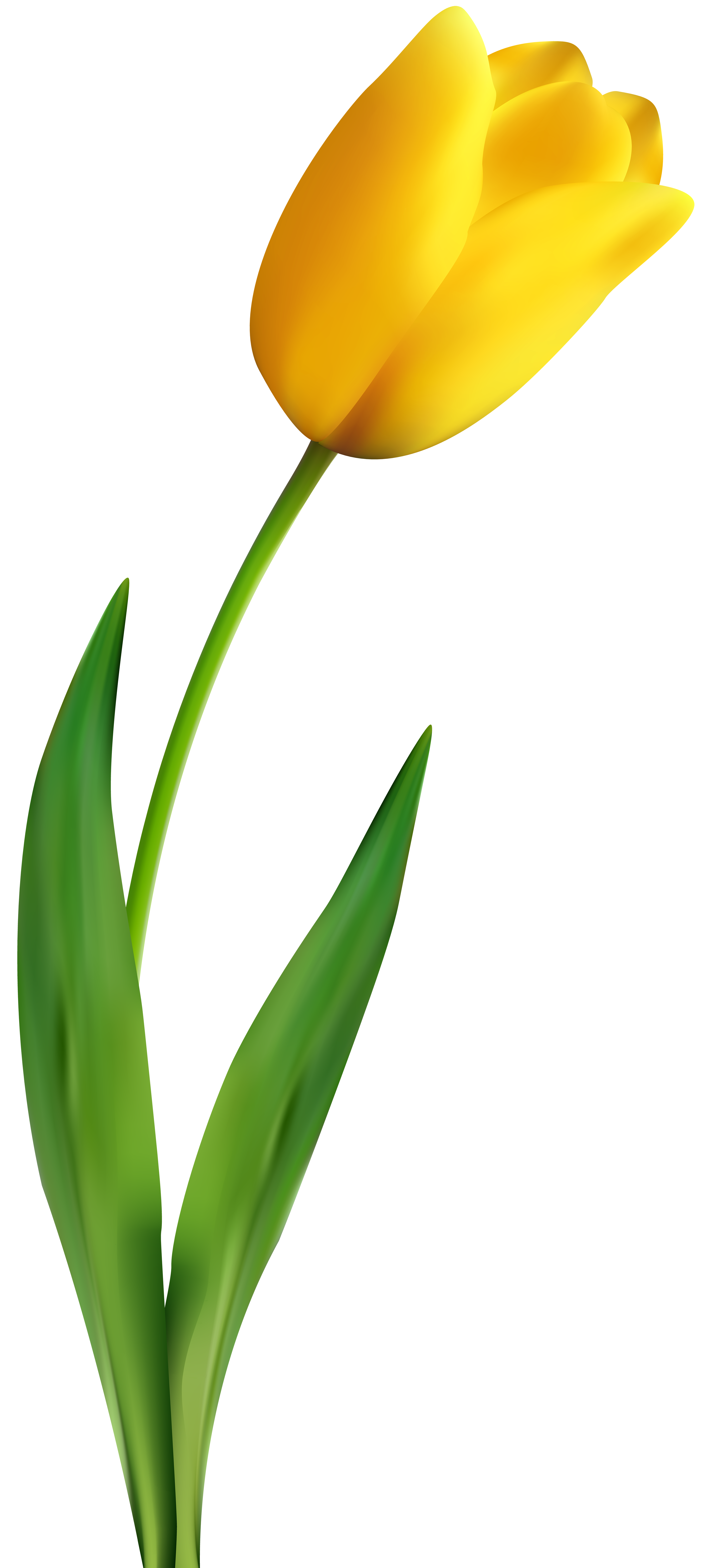 Tulip Flower Yellow Clip art tulip material png download 3574*8000