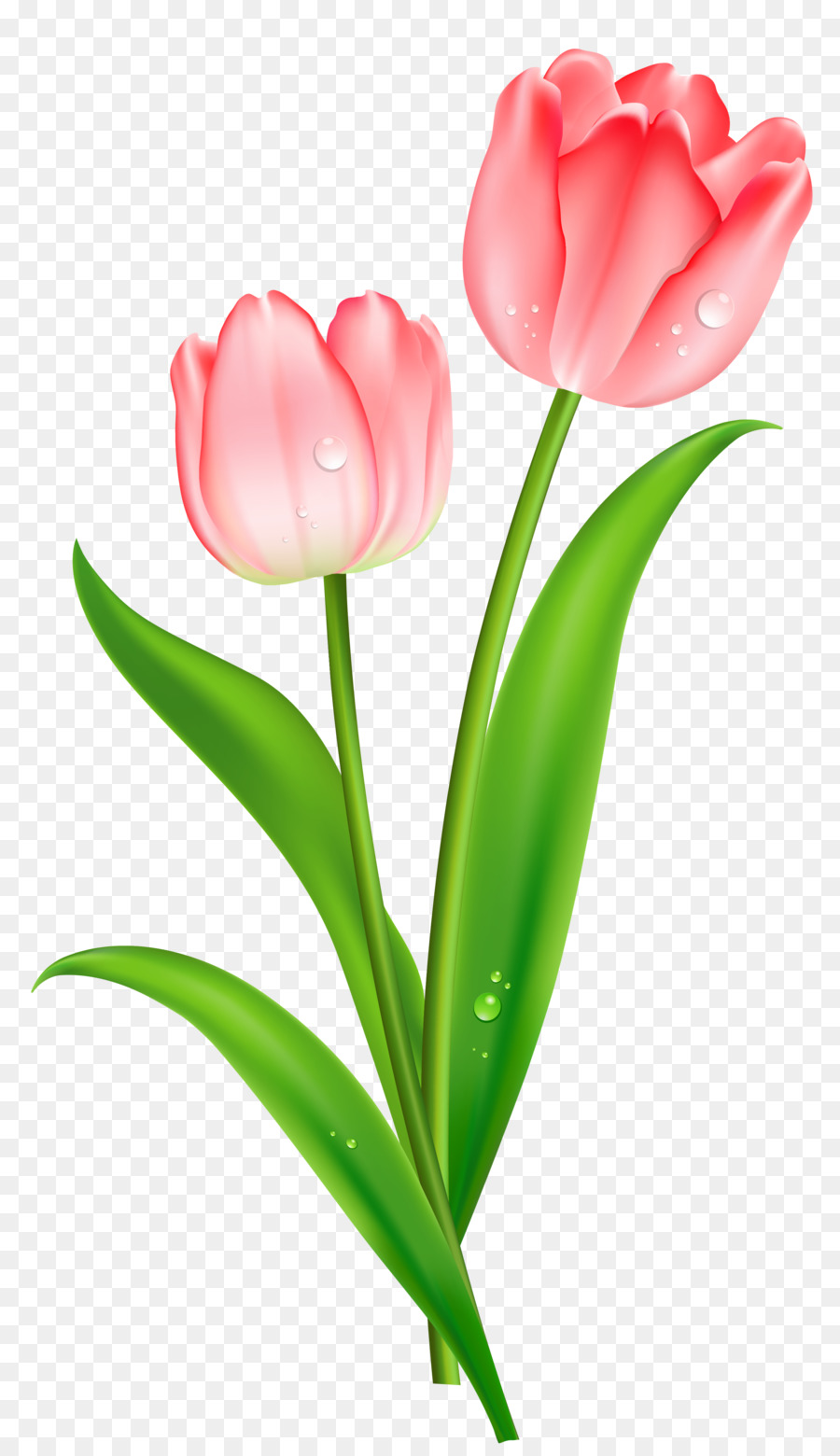 Tulip Flower Clip art - Tulip PNG Picture png download - 2586*4480 - Free Transparent Tulip png Download.