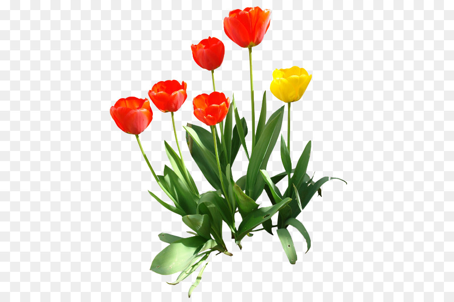 Indira Gandhi Memorial Tulip Garden Clip art - Tulip PNG Transparent Image png download - 486*600 - Free Transparent Indira Gandhi Memorial Tulip Garden png Download.