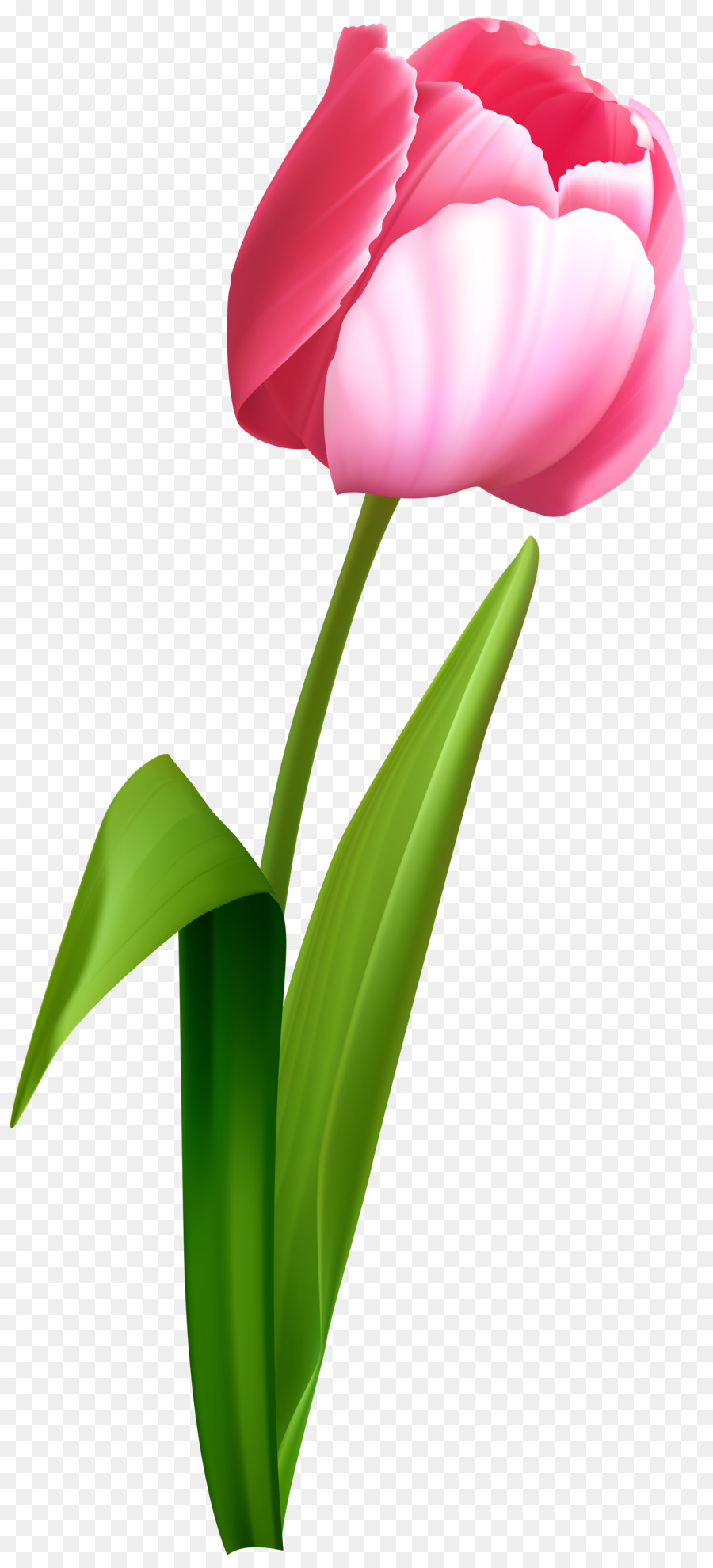 Tulip Desktop Wallpaper Flower Clip art - pink flowers png download - 3657*8000 - Free Transparent Tulip png Download.