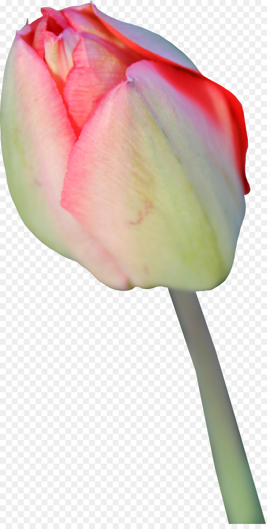 Tulip Flower Icon - Tulip Transparent Background png download - 900*1763 - Free Transparent Tulip png Download.