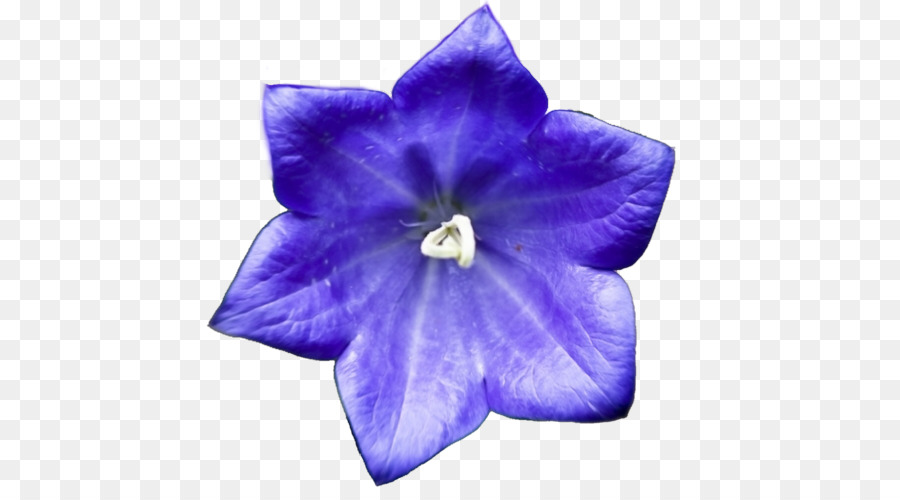 Harebell .no Spirit Earth Tumblr - sapphire blue flowers png download - 500*500 - Free Transparent Harebell png Download.