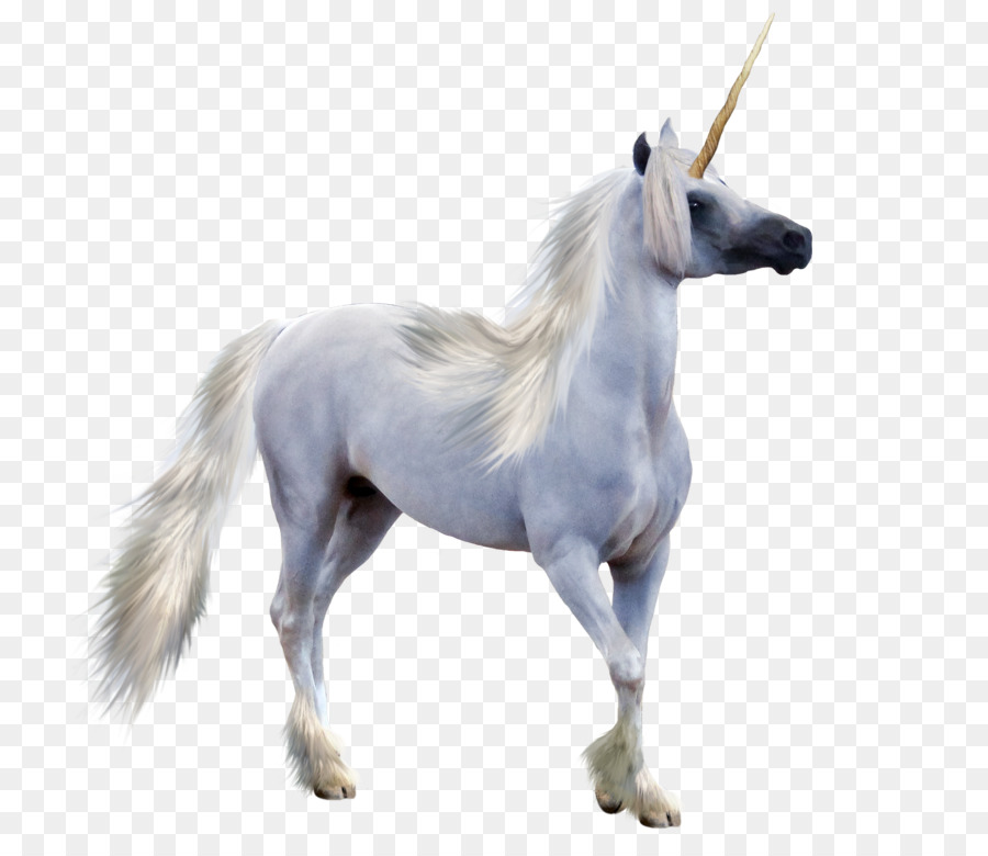 Rainbow Unicorn Pictures Realistic