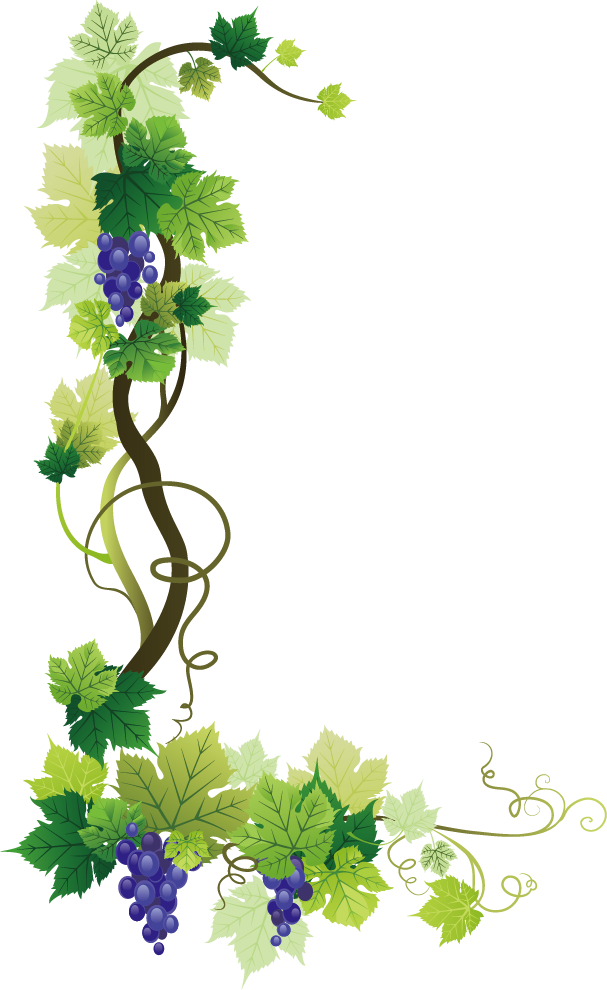 Common Grape Vine Wine Grape Leaves Grape Png Download 607990
